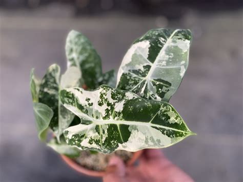 Variegated Alocasia Frydek - ULTRA RARE!!!! SPECIAL PRICE!!!!!