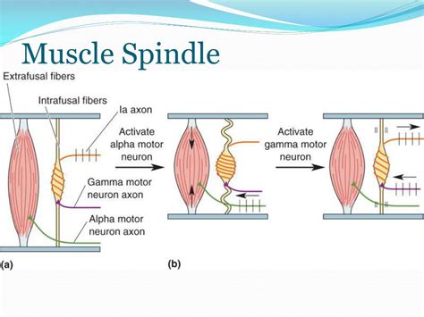 PPT - Spinal Cord PowerPoint Presentation, free download - ID:6959841