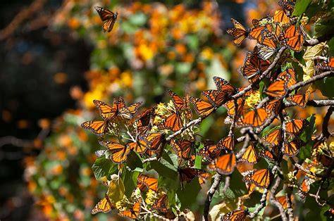 The Monarch Butterfly Biosphere Reserve: A UNESCO World Heritage Site In Mexico - WorldAtlas.com