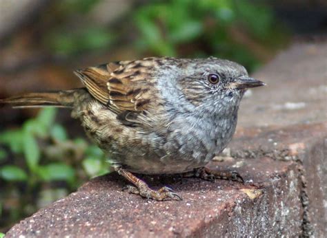 Dunnock | Smithsonian Photo Contest | Smithsonian Magazine