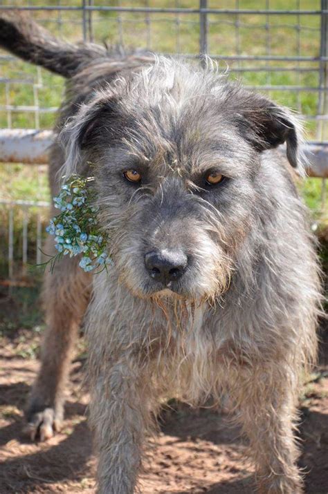 Dog for adoption - Dublin, an Irish Wolfhound & Labrador Retriever Mix ...