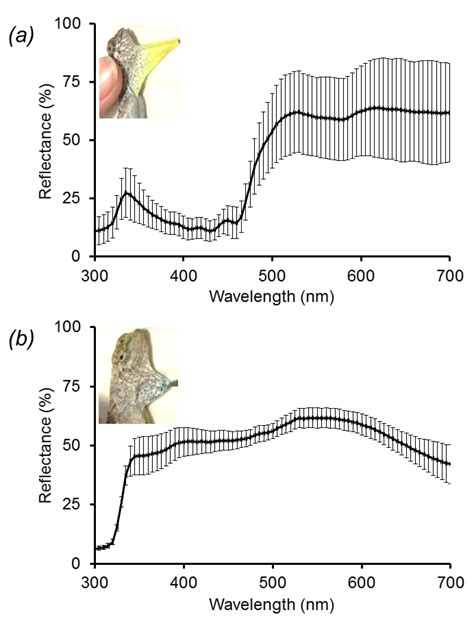 Gliding Lizards Use the Position of the Sun to Enhance Social Display ...