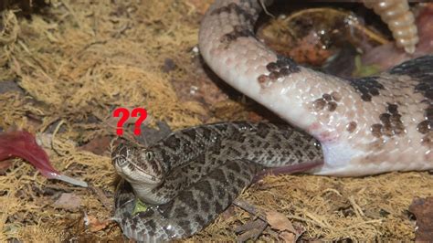 How Does A Rattlesnake Give Birth?