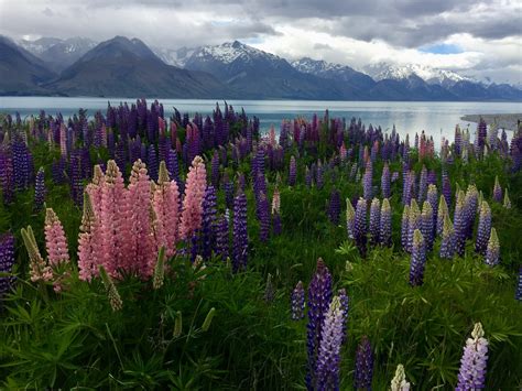 Discover Lupin Flowers at Lake Tekapo | Tekapo Adventures