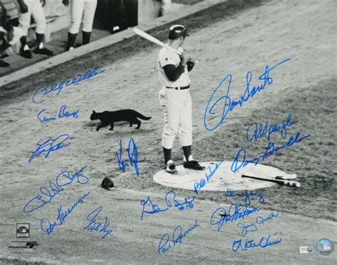 1969 Cubs Black Cat 16x20 Photo Team Signed by (17) with Ron Santo ...