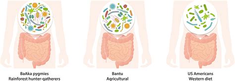 Intro to the Gut Microbiome - Livaux®