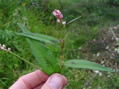 Persicaria maculosa (lady's-thumb smartweed): Go Botany