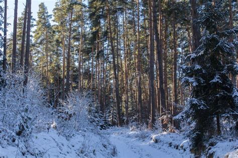 Forest in Bavaria stock photo. Image of light, beautiful - 90652038