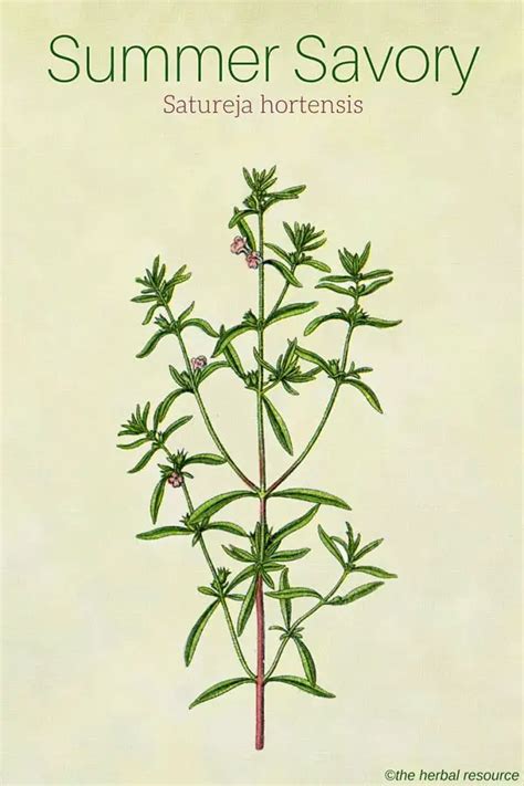 Summer Savory Herb Uses, Health Benefits and Side Effects