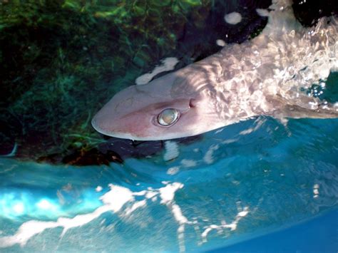 Bramble Shark – "OCEAN TREASURES" Memorial Library