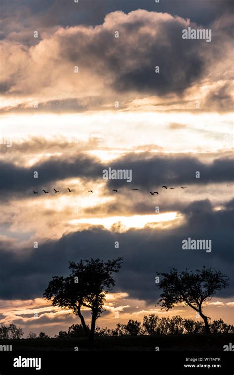 Stork flying silhouette hi-res stock photography and images - Alamy