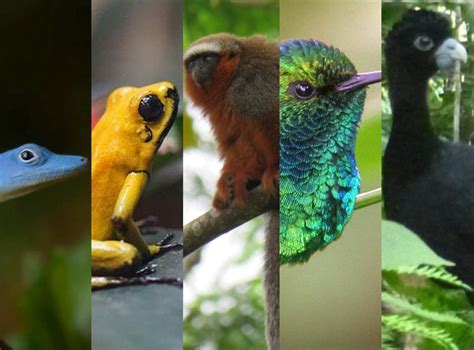 Fauna única: cinco animales endémicos de Colombia