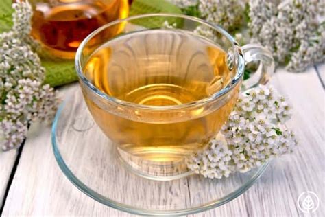 Yarrow Tea Benefits: Reasons to keep it in the pantry | All Natural Ideas