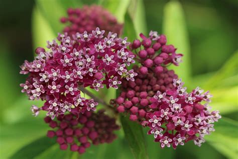 How to Grow and Care for Swamp Milkweed