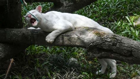 The world’s first albino ocelot according to some experts is not good ...