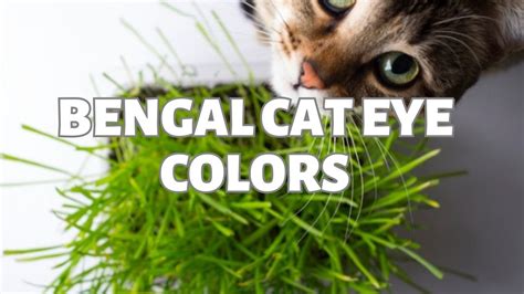 Bengal Cat Eye Colors: A Quick Guide - Authentic Bengal Cats