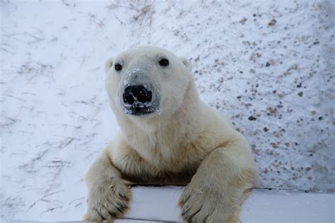 Greenland Polar Bears Live With Less Sea Ice: Climate Change