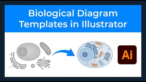 How To Draw A Biological Diagram Photos - vrogue.co