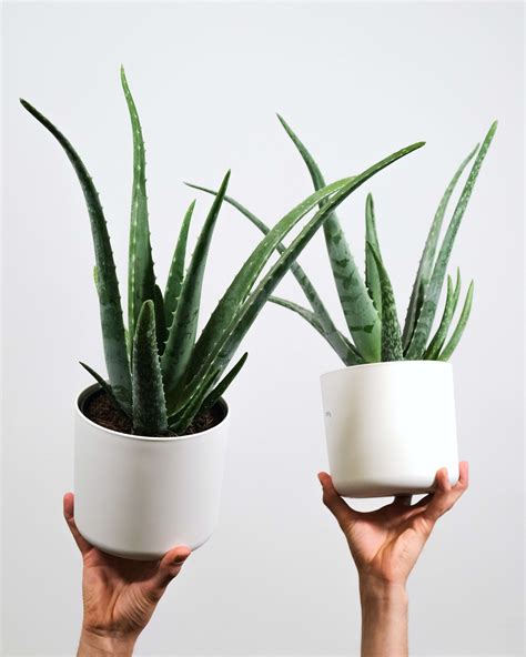 Houseplants for Beginners — Aspire Counseling