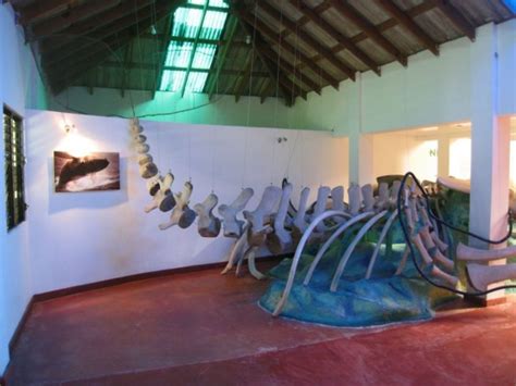 Museo de Ballenas