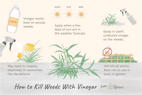 How to Use Vinegar As a Natural Weed Killer