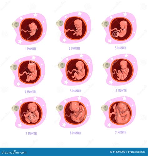 Embryo Development. Human Fetus Growth Stages Of Pregnancy Vector Illustration | CartoonDealer ...