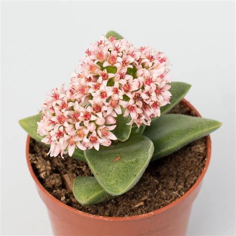 Crassula springtime - Suculandia