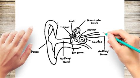 How to Draw Human Ear Diagram With Labelling #HumanEar - YouTube