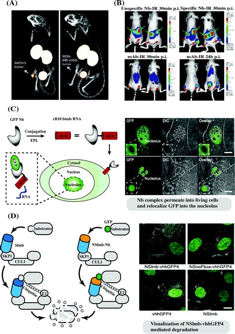 Nanobodies derived from Camelids represent versatile biomolecules for biomedical applications ...