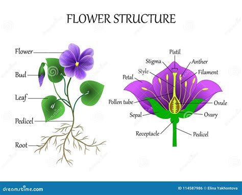 Diagram Of The Structure Of EBV Vector Illustration | CartoonDealer.com ...