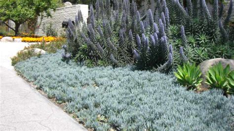 Senecio mandraliscae | Garden View Landscape, Nursery & Pools