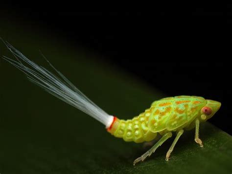 Leafhopper nymph - Google Search | Leafhopper, Nymph, Tiger moth