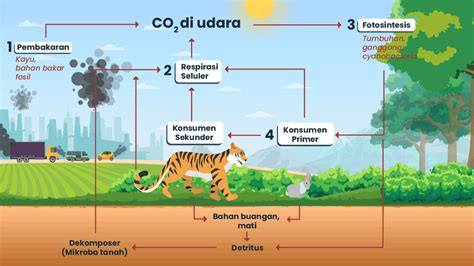 Buatlah diagram tentang daur karbon!