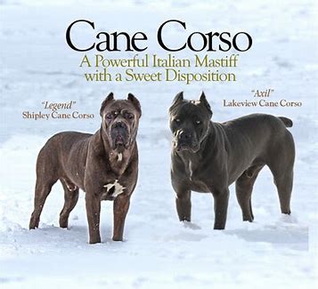 Cane Corso Aggression - Bing images | Cane corso, Pets cats, Pets