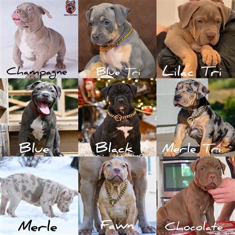 American Bully Breeding Color Chart - Gimera