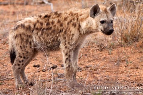 Hyenas and Cubs Parade at Ezulwini