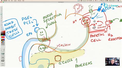 Famotidine (H2 Receptor Antagonist) - YouTube