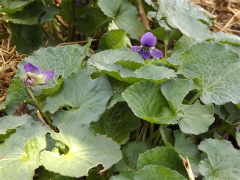 Sweet Violet – Edible, Medicinal, Beautiful | ARealGreenLife