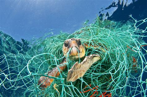 Impacts on Marine Animals | PLASTICS IN OCEANS