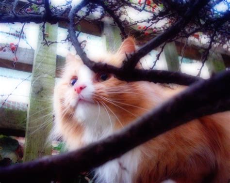 Cat in a bush | Cats, Animals, Bush