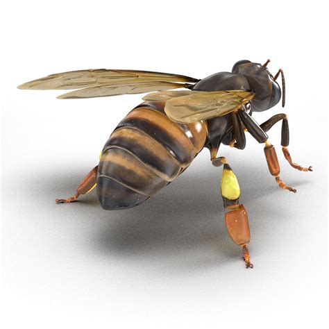 3d model honey bee pose 4