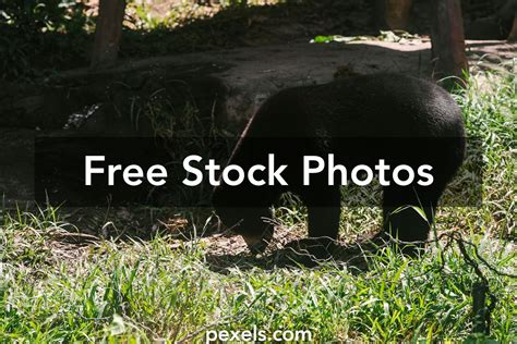 Bear Photography Photos, Download The BEST Free Bear Photography Stock ...