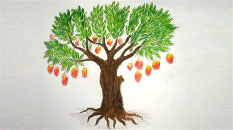 Cartoon Mango Tree Drawing