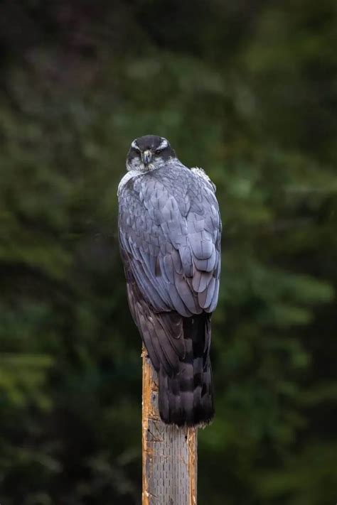 Hawks in Kansas (11 Species with Pictures) - Wild Bird World