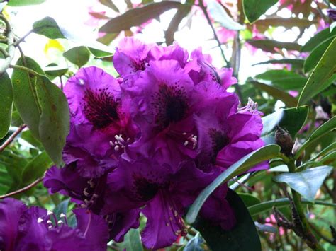 Purple Splendor Rhododendron Very striking deep royal purple frilled flowers with black markings ...