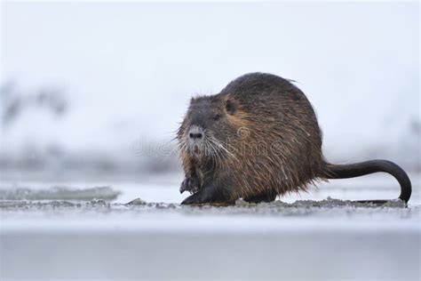 Coypu in the Nature Habitat. Stock Image - Image of cold, rodent: 261232519