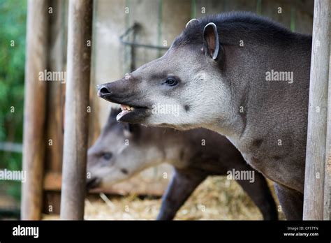 Tapir teeth hi-res stock photography and images - Alamy