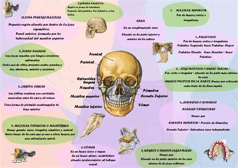 Mapa Conceptual De Huesos Del Craneo Udocz Porn Sex Picture | Porn Sex Picture