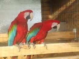 Macaws: Flame Macaw