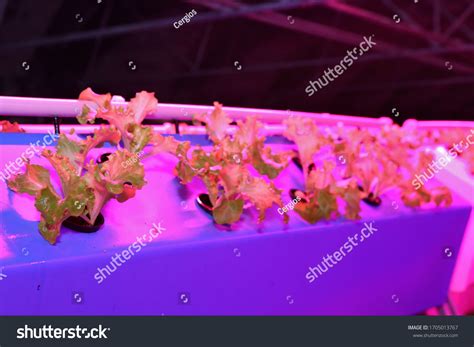 Growing Plants Aeroponics Unique Production Greenery Stock Photo 1705013767 | Shutterstock